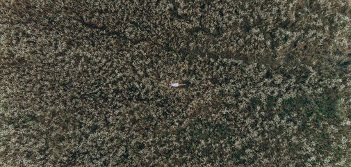 A top view of a girl lying in a flower field and relaxing