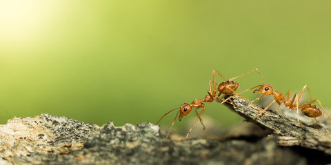 Red ants.