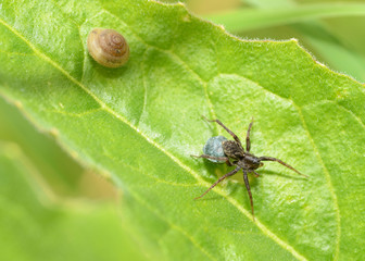 Spider sitting on the grass.