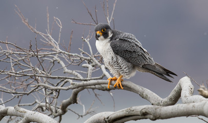 Peregrine Falcon on a Cliff