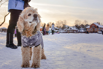 Winter dog