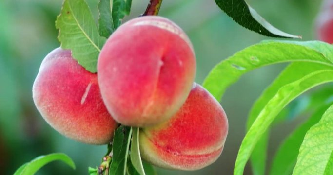 Plum-peach tree with fruits growing in the orchard