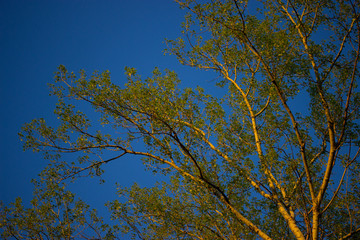 sunlight trough leaves brunches tree summer spring green