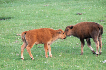 Dueling bison calfs
