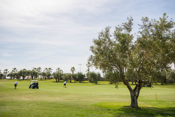Olive tree and golfers at 18 hole golf course with palm trees at the background in Spain