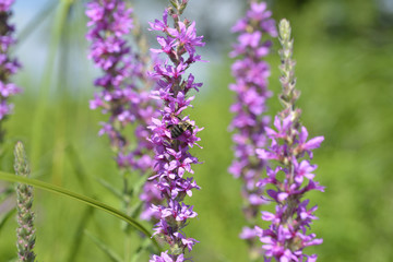 Purple wild flowers growing on the edge of a migratory bird habitat