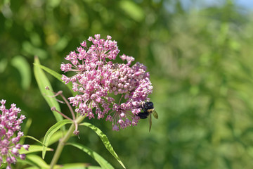 Swamp milkweed growing on the edge of a migratory bird habitat