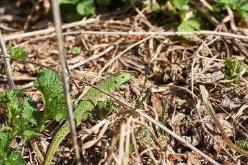 A green lizard crawling on a dry grass close up.