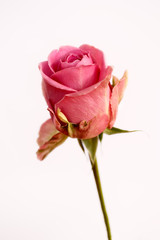Portrait of pastel pink rose flower on the white background.