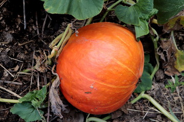 Pumpkin photo nature