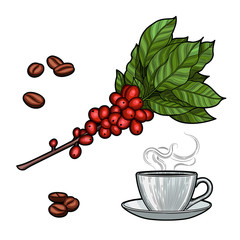 Coffee branch. Plant with leaves, berries. Natural caffeine drink. Cinnamon sticks, anise. Illustration. Isolated on white background.
