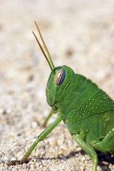 green funny grasshoper locust on the sand
