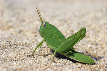 green funny grasshoper locust on the sand