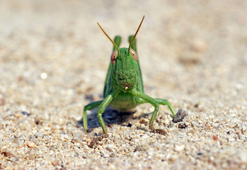 green funny grasshoper locust on the sand