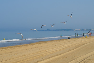 Fototapeta na wymiar Seagulls on the beach of La Barrosa in Sancti Petri, Spain