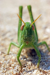 green funny grasshoper locust on the sand