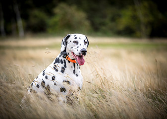 The Dalmatian