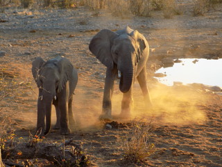 Fototapeta na wymiar Elephants playing in the dust