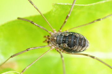 Spider sitting on the grass.