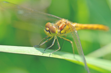 Dragonfly sitting on the stem of the plant.
