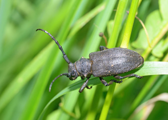 Black beetle with long mustache.
