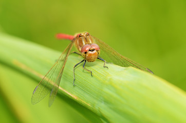 Dragonfly sitting on the stem of the plant.