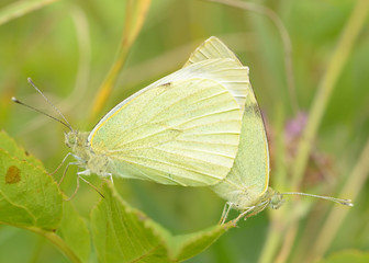 Copulation of butterflies in nature.