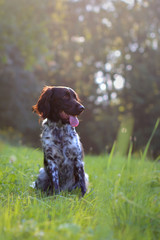 Small Münsterländer