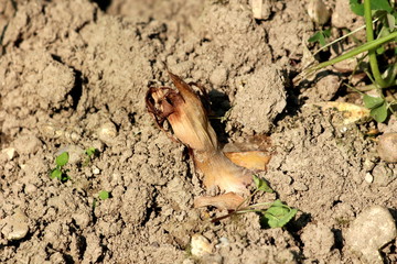 Onion bulb ready for harvest with dry and brittle outer scales growing out of ground in local...