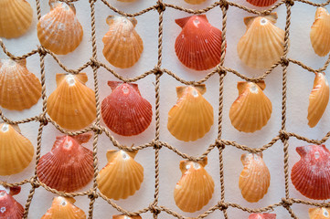 Background with seashells for your design projects