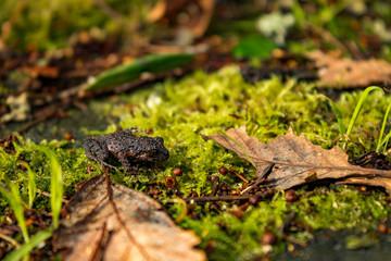 amphibian resting