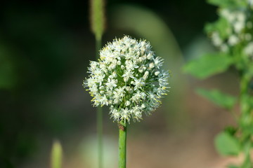 Open umbel of white onion flowers growing on thick green stem in local garden on warm sunny day - obrazy, fototapety, plakaty