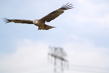 Rotmilan über Fernleitung