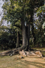 tree with big roots