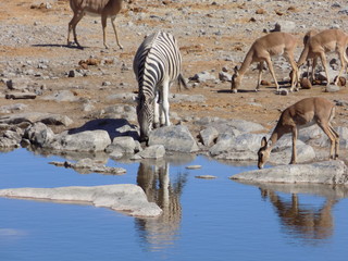Fototapeta na wymiar Thirsty Zebra