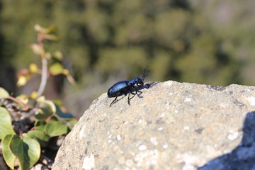 beetle