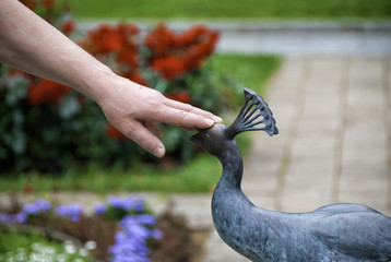 The hand touches the head of a bronze peacock