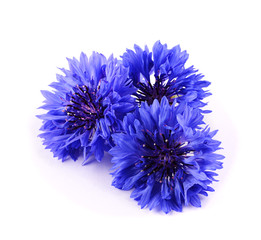 Blue cornflower herb isolated on white background