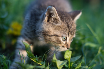 Little cute meowing kitten sitting in the grass