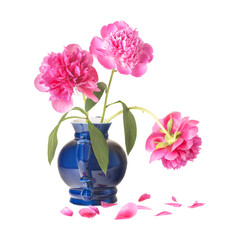 three peonies in a blue porcelain teapot, one peony with an inclined bud, isolated