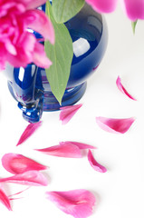 scattered peony petals near a blue vase, close-up, on a white background