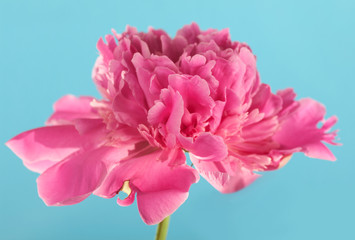 one peony on a blue background close-up