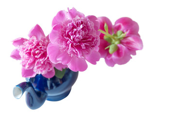 a bouquet of three peonies in a blue porcelain teapot, isolated