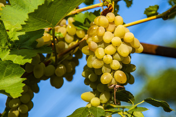 Grapes of large white grapes hang on a vine in the garden in the open air with a pleasant warm light.