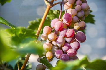 Grapes of large red grapes hang on a vine with green leaves in the garden in the open air with a pleasant warm light.
