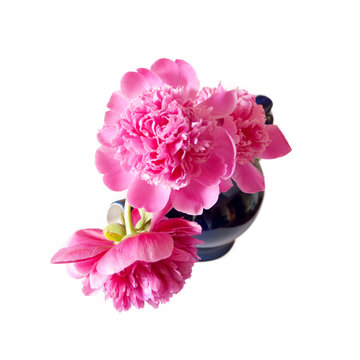 Fototapeta a bouquet of three peonies in a blue porcelain teapot, top view, isolated