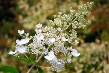 Delicate aerial inflorescence of white hydrangea in summer in the garden close-up.