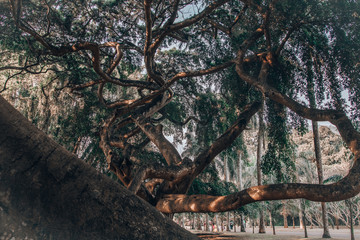tree with a lot of branches symbolizes finances