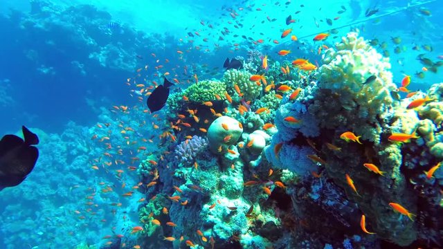 Colorful coral mount teeming with shoals of beautiful fish