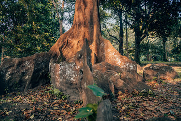 Obraz premium weird and big roots of a tree